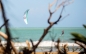 Preview: Flysurfer SOUL - kite only